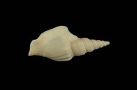 藏品(竹筍鳳凰螺)的圖片